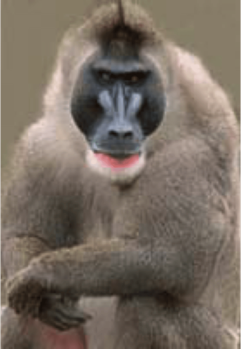 <p>NHP in CITES Appendix I</p><p>(parvorder catarrhini)- Drill</p>