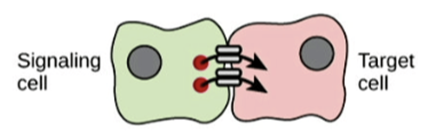 <p>cell targets a cell connected by gap junctions</p>
