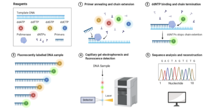 <ul><li><p>Det används 2 primers vid PCR istället för 1</p></li><li><p>Vid sangersekvensering tillsätts även <strong>dideoxynukleotider</strong></p></li><li><p>Kapillärelektrofores vid sangersekvensering är mer spesifik.</p></li></ul><p>(bilden visar sangersekvensering resultat)</p>