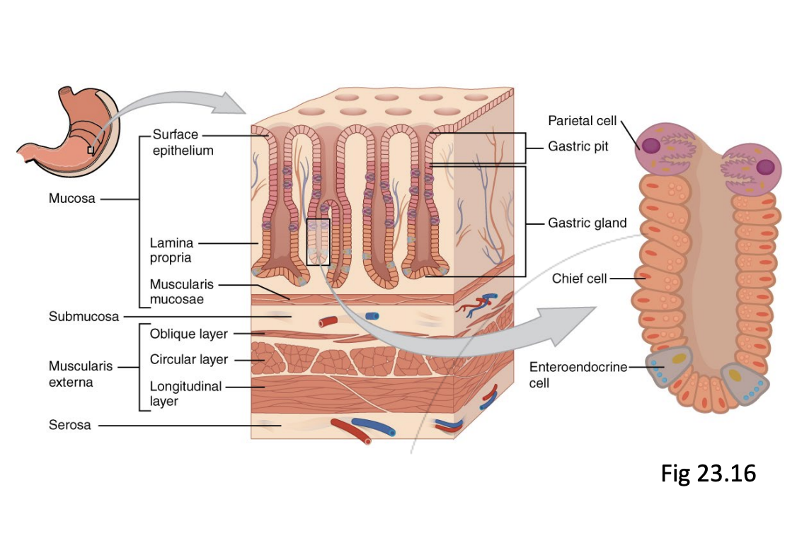 <p>2 functions:</p><ul><li><p><strong><mark data-color="blue" style="background-color: blue; color: inherit">Mechanical digestion:</mark></strong></p><ul><li><p>Unique form of <em>peristalsis</em> occurs due to contraction of <strong><em>oblique muscle layer</em></strong> in stomach</p></li></ul></li><li><p><strong><mark data-color="green" style="background-color: green; color: inherit">Chemical Digestion:</mark></strong></p><ul><li><p>Release of gastric juices that aid the digestion of protein (e.g hydrochloric acid released by chief cells &amp; parietal cells) ~pH = 1</p></li></ul></li></ul><p><em><u>‘Bolus’ enters the stomach, but leaves as ‘chyme’</u></em></p><p></p>