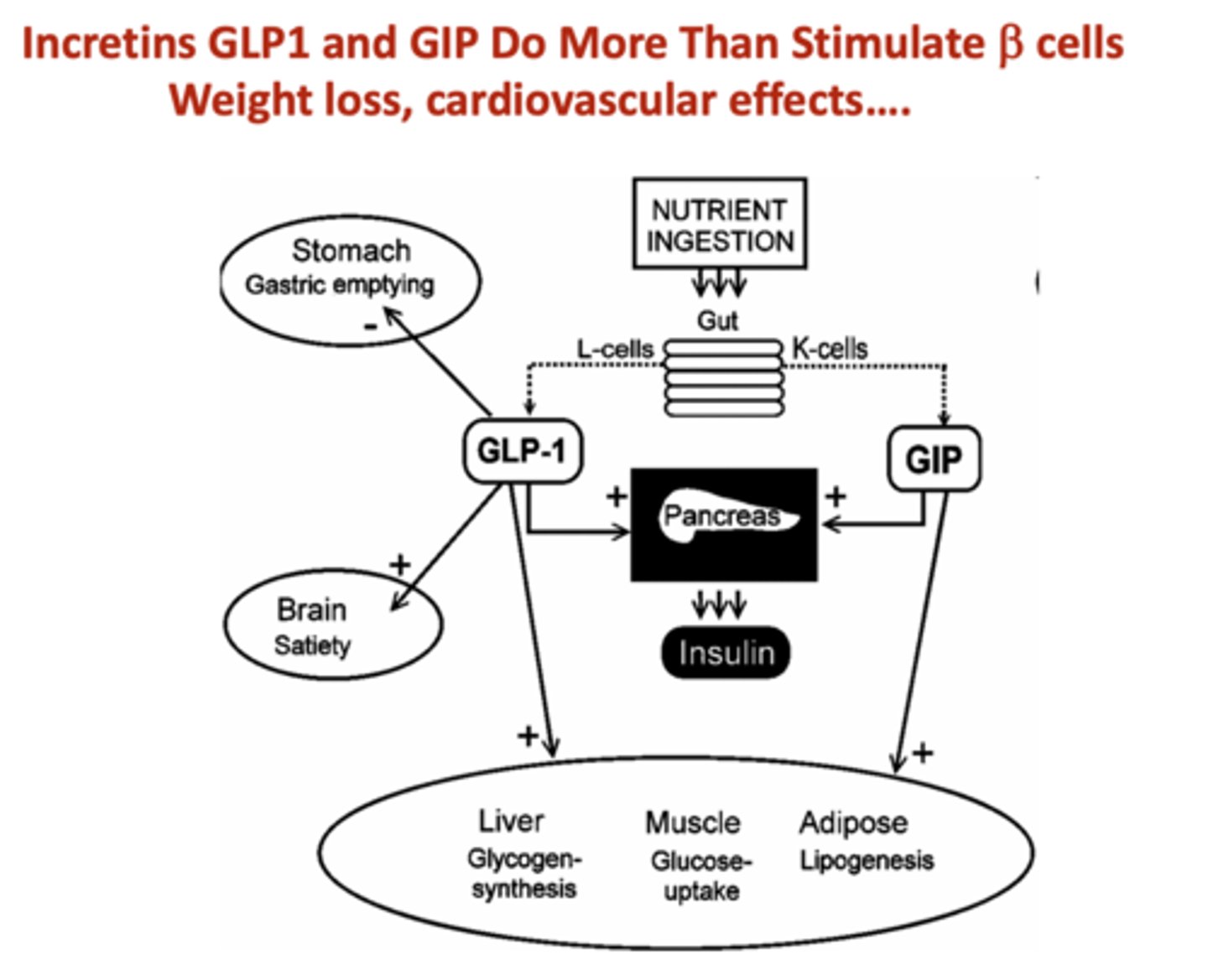 <p>- Slow gastric emptying</p><p>- Reduce appetite signals to brain</p><p>- Slow carbohydrate absorption (decrease glycemic index)</p>