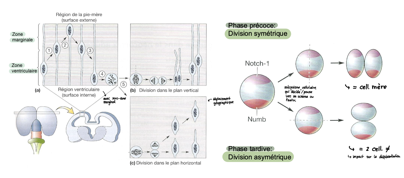 <p>→ régulation de la taille et du type de cellule<br>→ 2 facteurs de transcription d’impact égal </p>