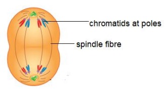 Centromere of each chromosome divides into two
The two chromatids separate (kyrokinesis)
Spindle fibre contracts and pulls chromatids to opposite poles
