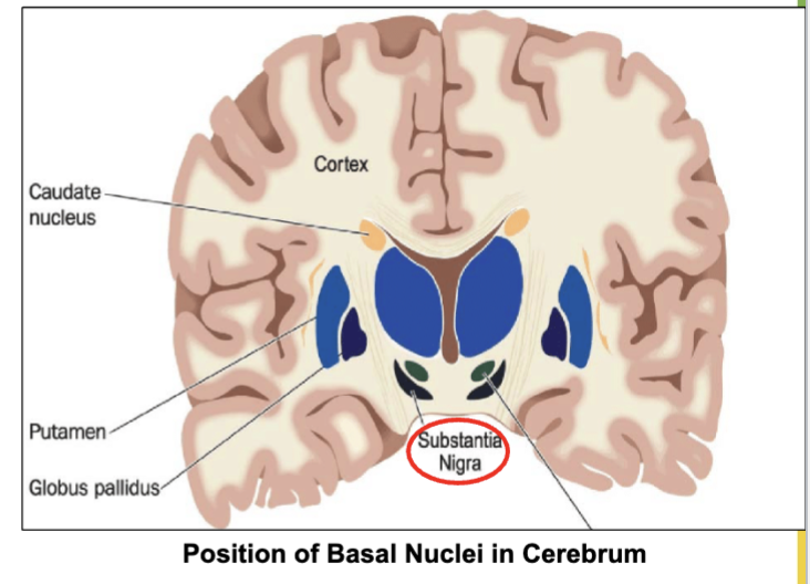 <p>From an area in the <strong>midbrain</strong> called <strong>Substantia Nigra.</strong></p>