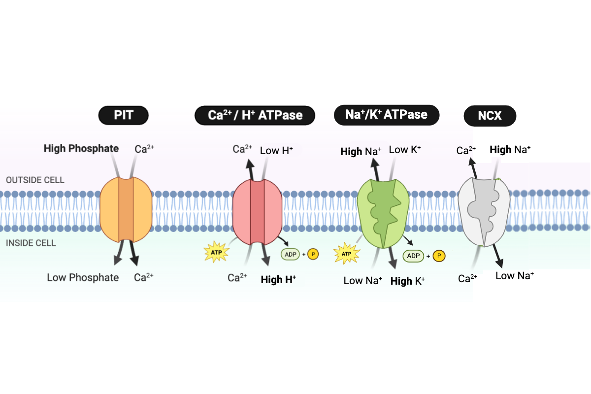 <p>The transport of Ca<sup>2+</sup> out of the cell requires ___________.&nbsp; Select <strong>all</strong> that apply.&nbsp;&nbsp;</p><ul><li><p>a. only the kinetic energy of Ca<sup>2+</sup></p></li><li><p>b. energy in the form of ATP &nbsp;</p></li><li><p>c. energy in the form of a concentration gradient of Na<sup>+</sup>&nbsp;</p></li><li><p>d. energy in the form of a concentration gradient of phosphate</p></li></ul><p></p>