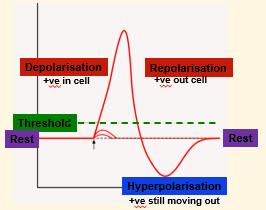 <ol><li><p>Depolarisation: inside becomes more +</p></li><li><p>Repolarisation: inside becomes more -</p></li><li><p>Hyperpolarisation: more - than at rest</p></li></ol><p></p>