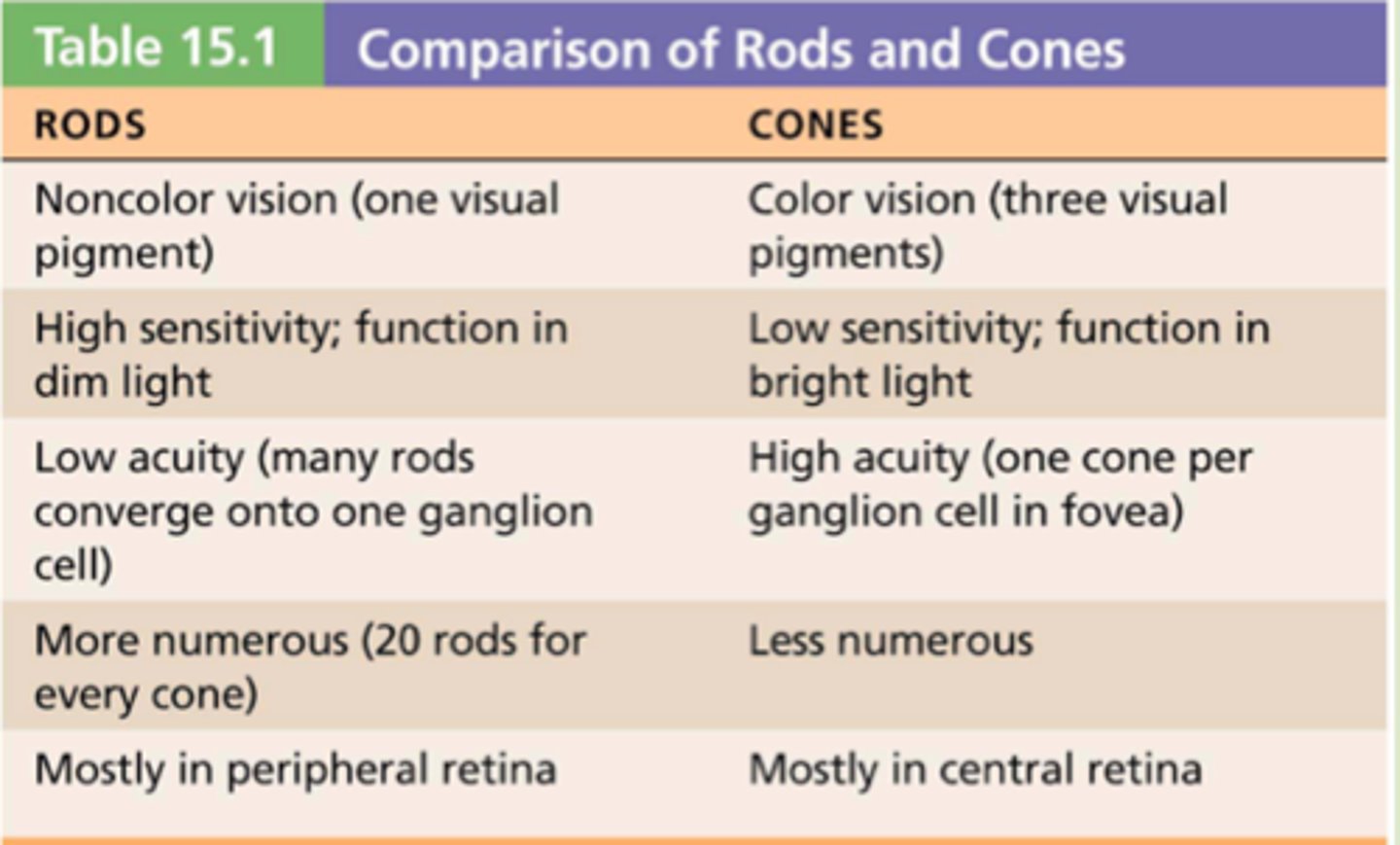 <p>Color, visual acuity(better at seeing details), located in the fovea</p>