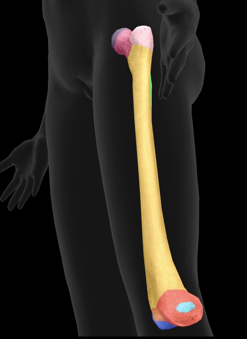 <p>attachment site for the lateral collateral ligament (LCL) on the distal aspect of the femur</p><p>origin: lateral head of the gastrocnemius</p>