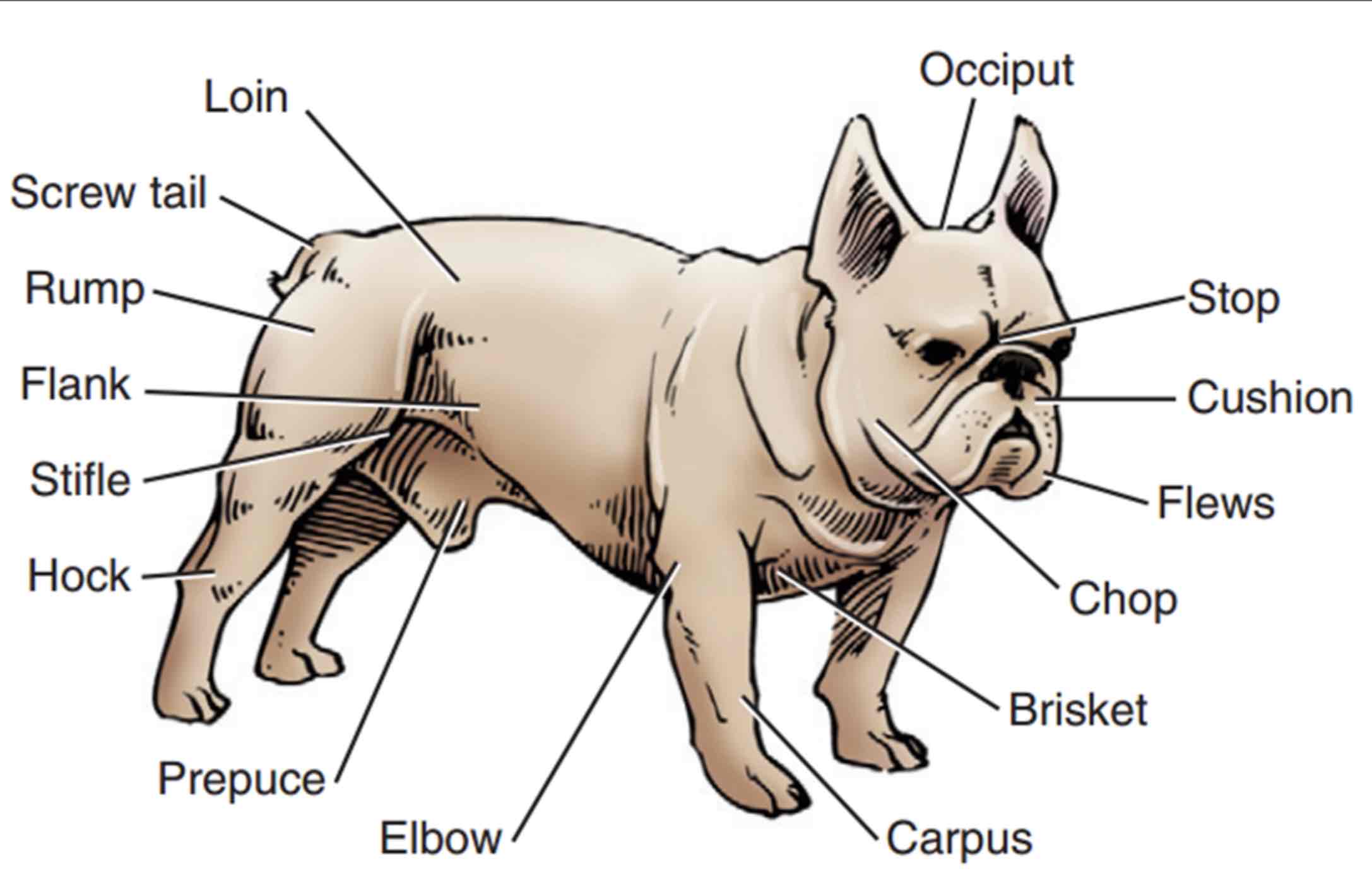 <p>Croup</p>