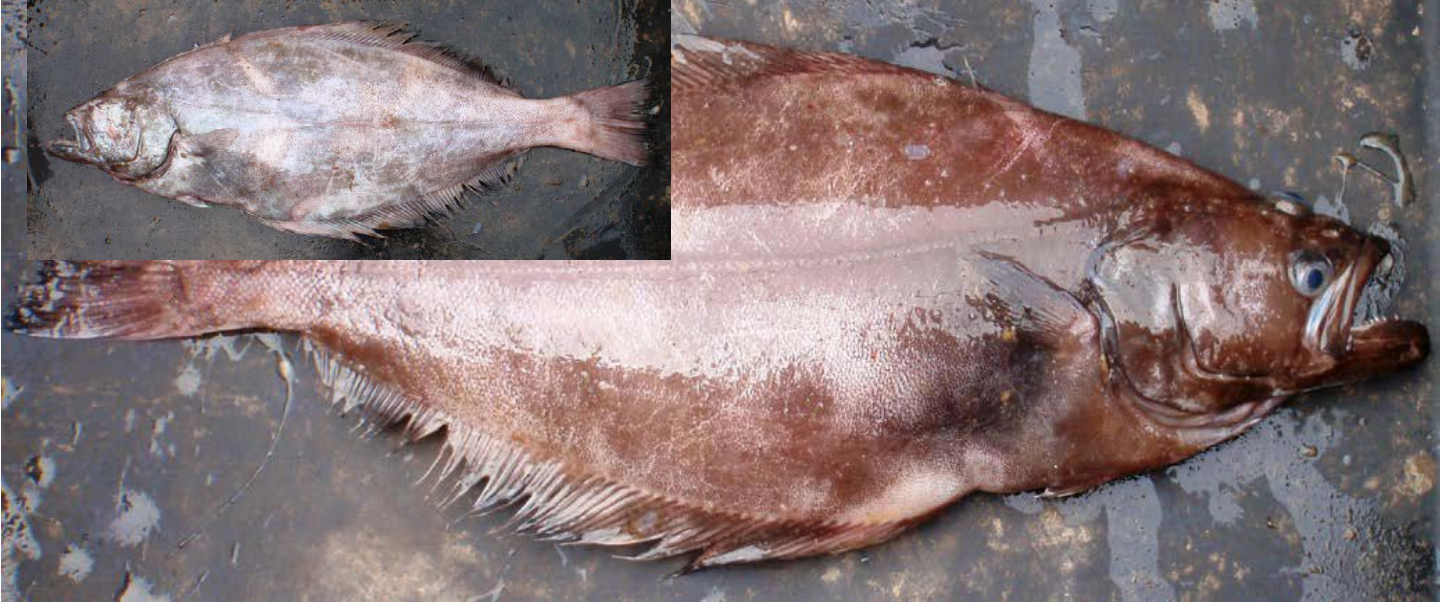 <p>straight lateral line, upper eye not on side, dusky underside </p>