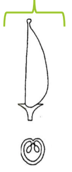<p>Monocarpous </p>