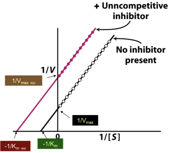 <p>With uncompetitive inhibitor:</p><ul><li><p>Larger Y-int → lower V<sub>max</sub></p></li><li><p>Smaller/more negative X-int → lower K<sub>M</sub> (K<sub>Mapp</sub>)</p></li></ul><p>Slope is the same for both</p>