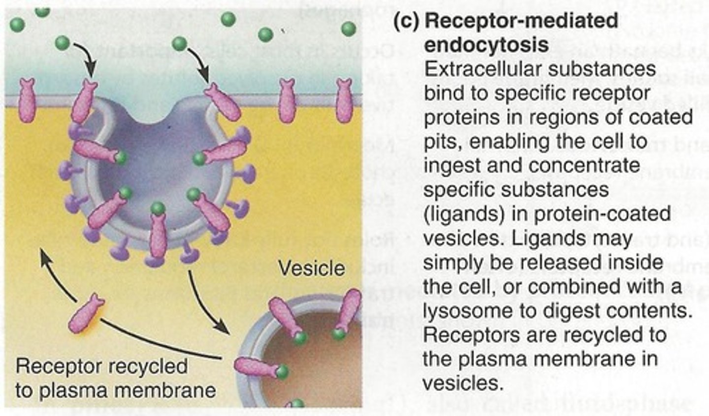 <p>uptake of specific materials, recognized on cell surface by receptor proteins</p><p>-very specific, coated vesicle</p><p>-ex. LDL molecules full of cholesterol</p>