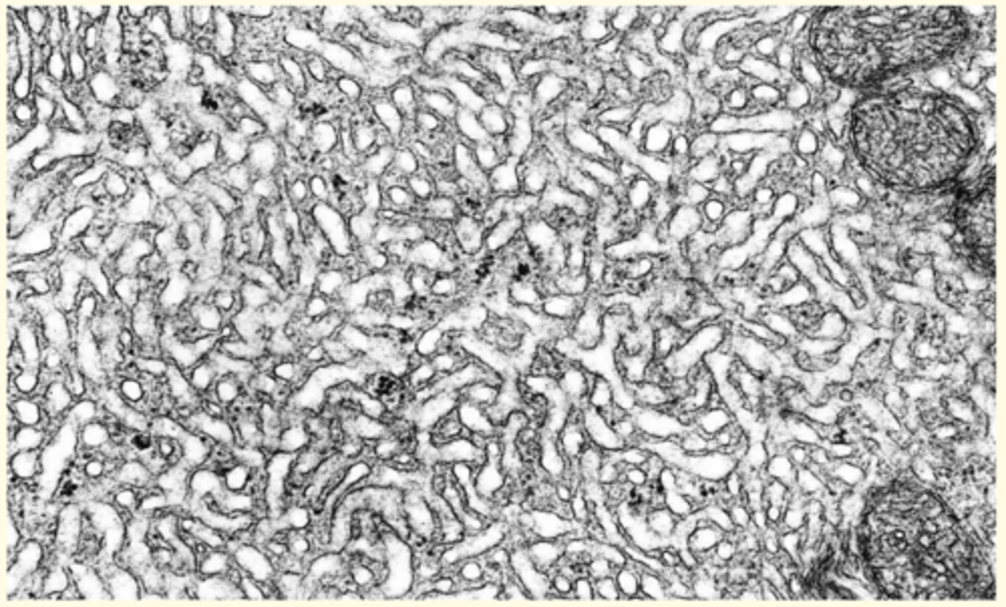 <p>• Liver and mammary gland = lipid biosynthesis </p><p>• Ovary, testis, adrenal gland = steroidogenesis</p><p>• Muscle = storage of calcium ions </p>