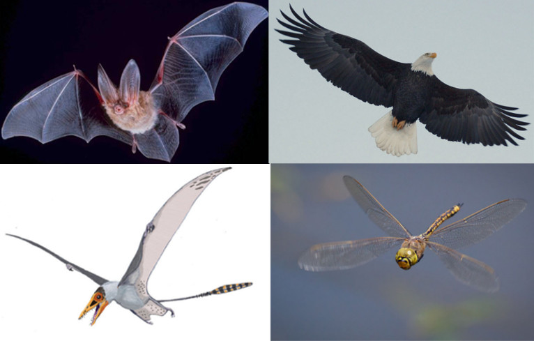 <ol><li><p>Insects</p></li><li><p>Pterosaurs</p></li><li><p>Dinosaurs</p></li><li><p>Bats</p></li></ol><p></p>