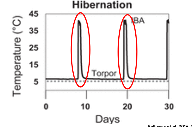 <p><span>Induces spikes in body temperature in the animal, effectively bringing them out of hibernation&nbsp;</span></p><ul><li><p><span>Allows them to:</span></p><ul><li><p>Drink / eat</p></li><li><p>Urinate / defecate </p></li><li><p>Cellular repair and proteostasis</p></li><li><p>Activates the previously dormant immune system </p></li><li><p>Counters “sleep debt”</p></li></ul></li></ul><p></p>