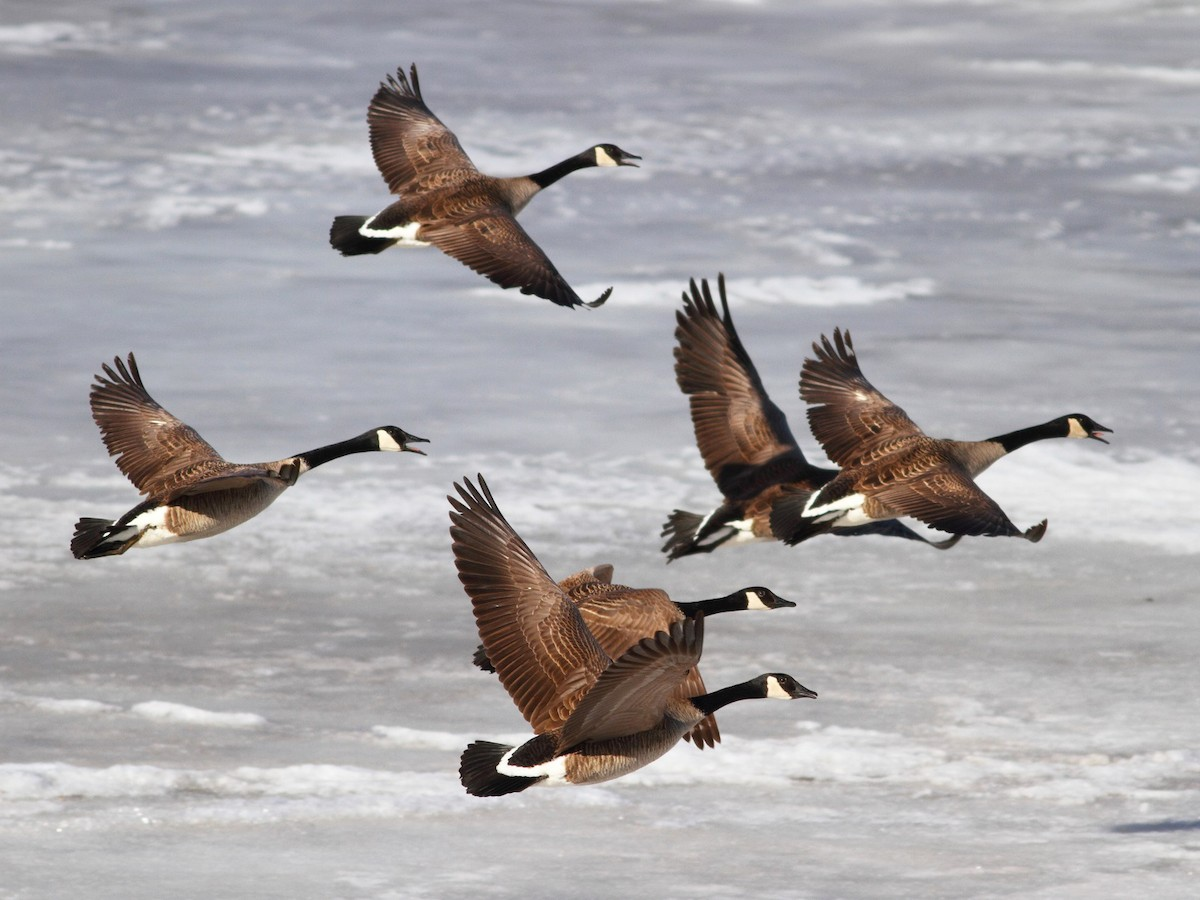<p>Canada Goose</p>