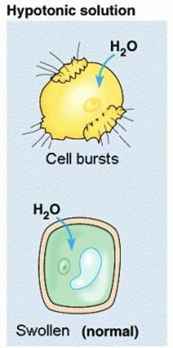 <p>water moves into the cell, cell swells</p>