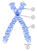 Explain each part of this double stranded chromosome (except 3 and 4)