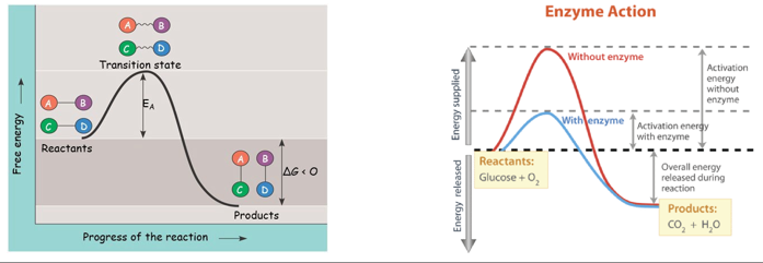 <p>-the initial energy required for a reaction to proceed/start</p><p>-heat energy is the main source in the cell</p><p>→usually obtained from the surroundings of the system </p><p>→helps reactants reach their transition state </p><p>-causes reactant(s) to becomes contorted and unstable </p><p>-allows bond(s) to be broken or made</p><p>-once in this state, the reaction occurs very quickly </p><p>→enyzmes function by lowering the E<sub>A</sub> barrier; the change in G is unaffected </p>