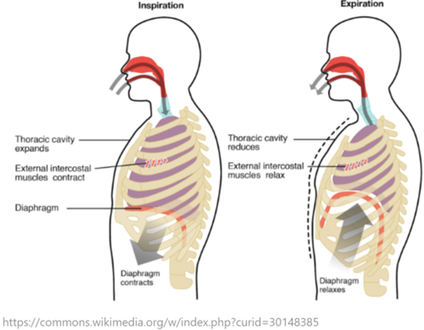 <p>diaphragm; external intercostal</p>