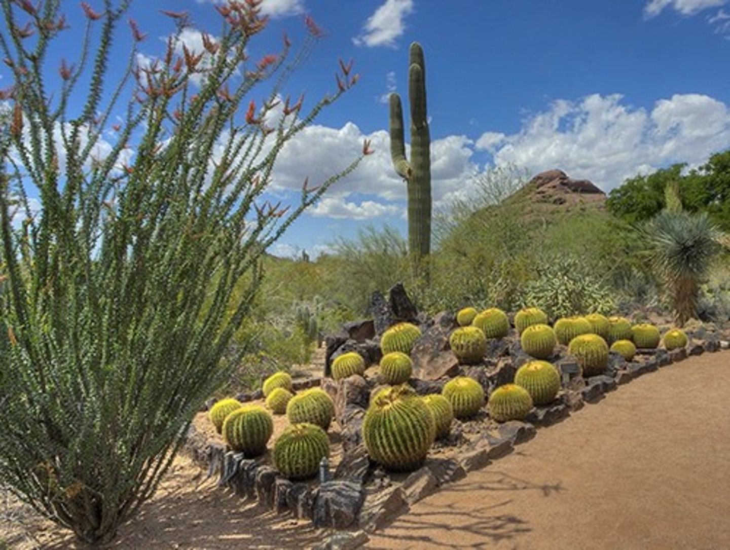 <p>Driest terrestrial biome with sparse vegetation.</p>