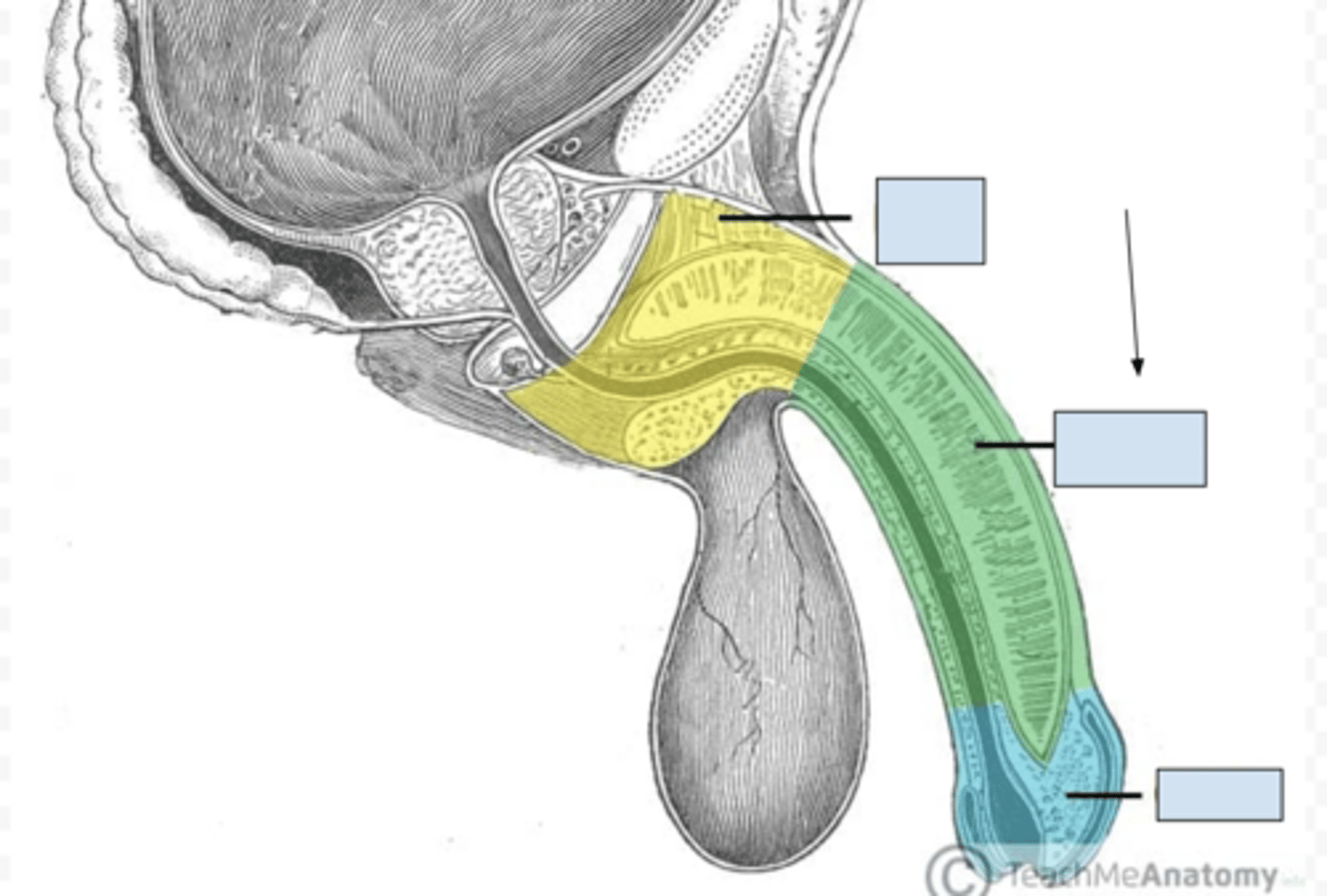 <p>What part of the male reproductive system is this?</p>