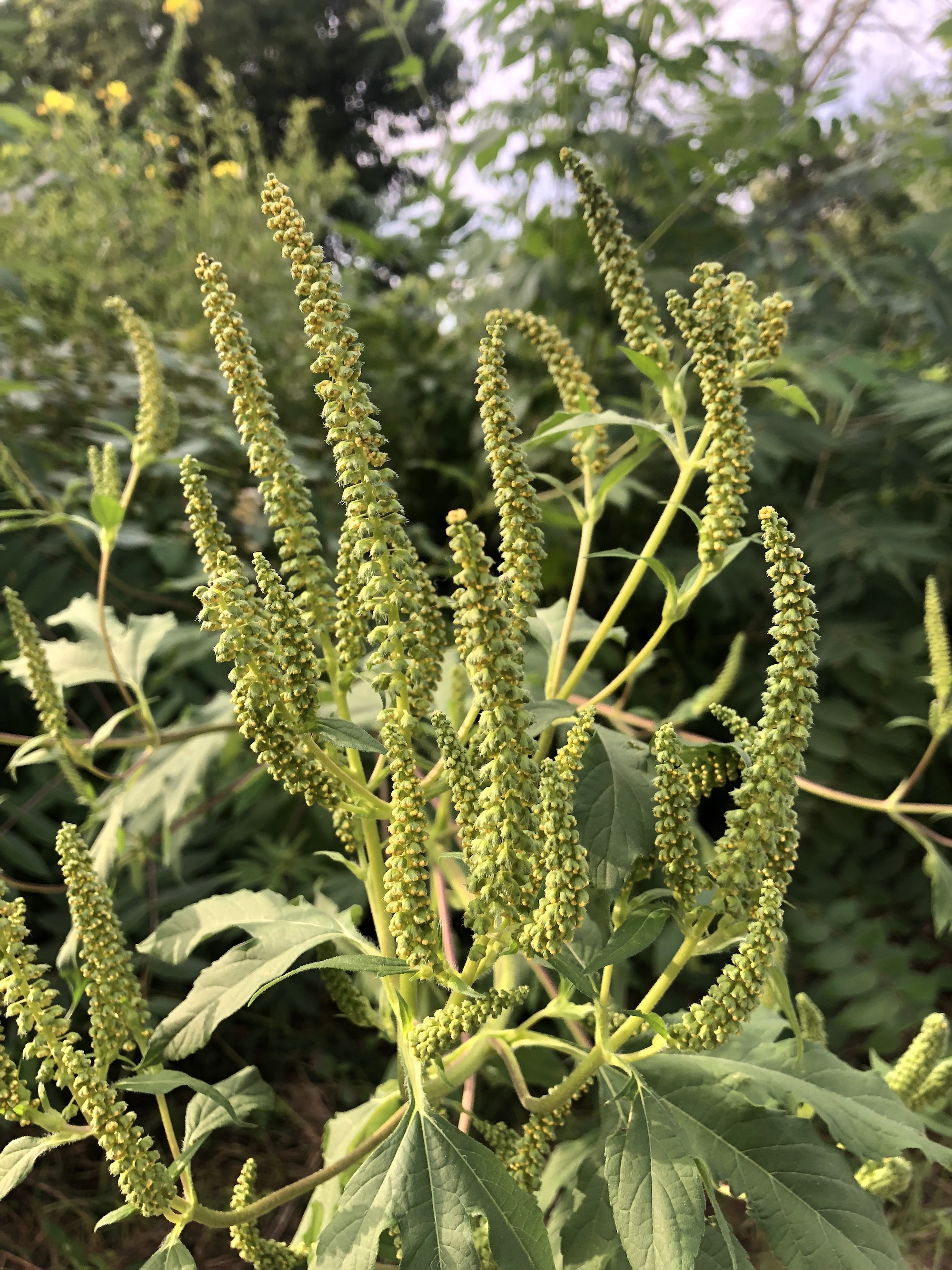 <p>Giant Ragweed</p>