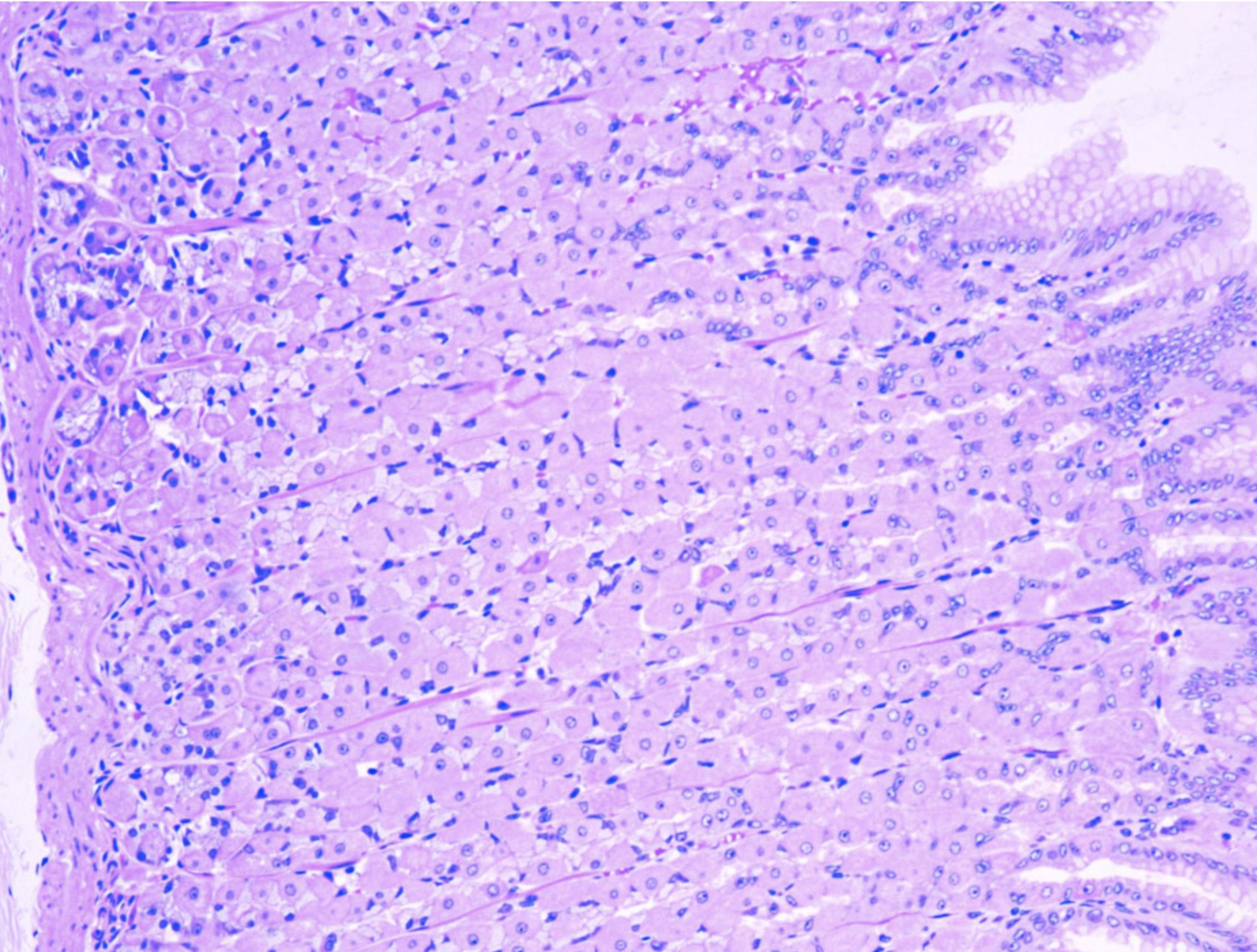 <p>ID the structure. BE SPECIFIC</p>