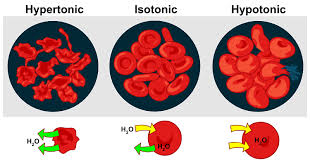<p>have a higher solute concentration so lower water potential than cytoplasm of the cell this causes animal cell to shrink</p>