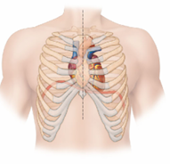 <p>Where is the heart located in the human body?</p>