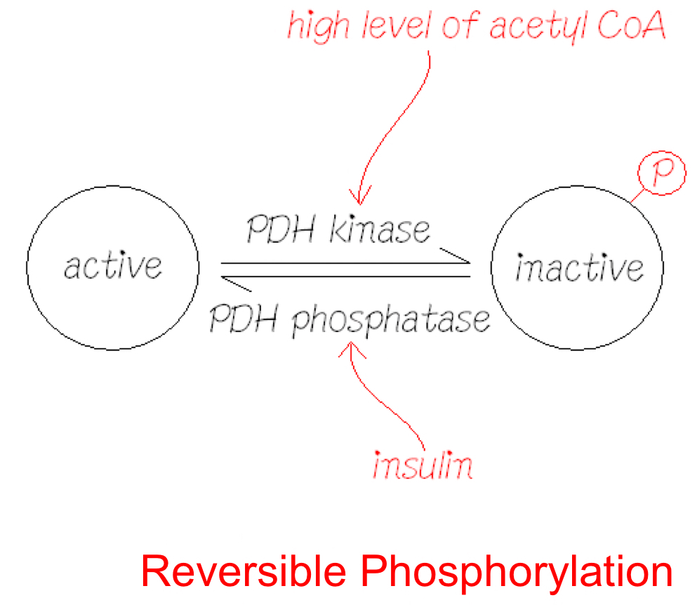 <ul><li><p>Inactivated by phosphorylation (totally OFF)</p><ul><li><p>Phosphorylation inhibits PDH activity, while dephosphorylation activates it.</p></li></ul></li><li><p>Help control the conversion of pyruvate to acetyl-CoA based on energy demands.</p></li><li><p>The total amount of enzyme doesn’t change</p><ul><li><p><strong>Phosphorylated : Dephosphorylated ratio</strong></p></li></ul></li><li><p>Reactivation by phosphate</p><ul><li><p>Release of phosphate</p></li><li><p>Totally ON</p></li></ul></li><li><p>PDH activity balance between kinase and phosphate</p></li></ul>