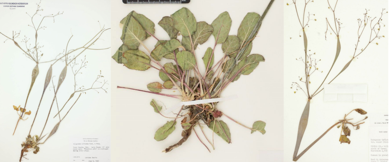 <p>Inflated stem</p><p>Dichotomous branching</p><p>Oval basal leaves</p>