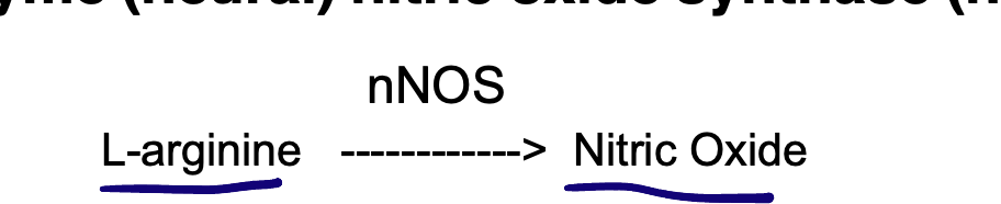 <ul><li><p>Regulated by the parasympathetic nervous system </p></li><li><p>Parasympathetic postganglionic neurons of the penis contains the enzyme (neural) nitric oxide synthase (nNOS)</p></li><li><p>Activation of parasympathetic nerves - increased production and release of nitric oxide </p></li><li><p>Nitric oxide diffuses into smooth muscle of corpus cavernosa and corpus spongiosum </p><ul><li><p>Initiates signaling cascade which decreases levels of intracellular calcium</p></li><li><p>Smooth muscle relaxes </p></li></ul></li><li><p>Also diffuse into penile arteries - vasodilation (increase local blood flow to penis)</p></li></ul><p></p>