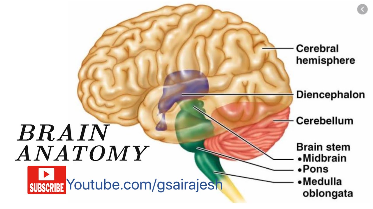 <p>Cerebrum, Diencephalon, Brain Stem and Cerebellum</p>