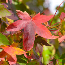 <p>Sweet Gum</p>