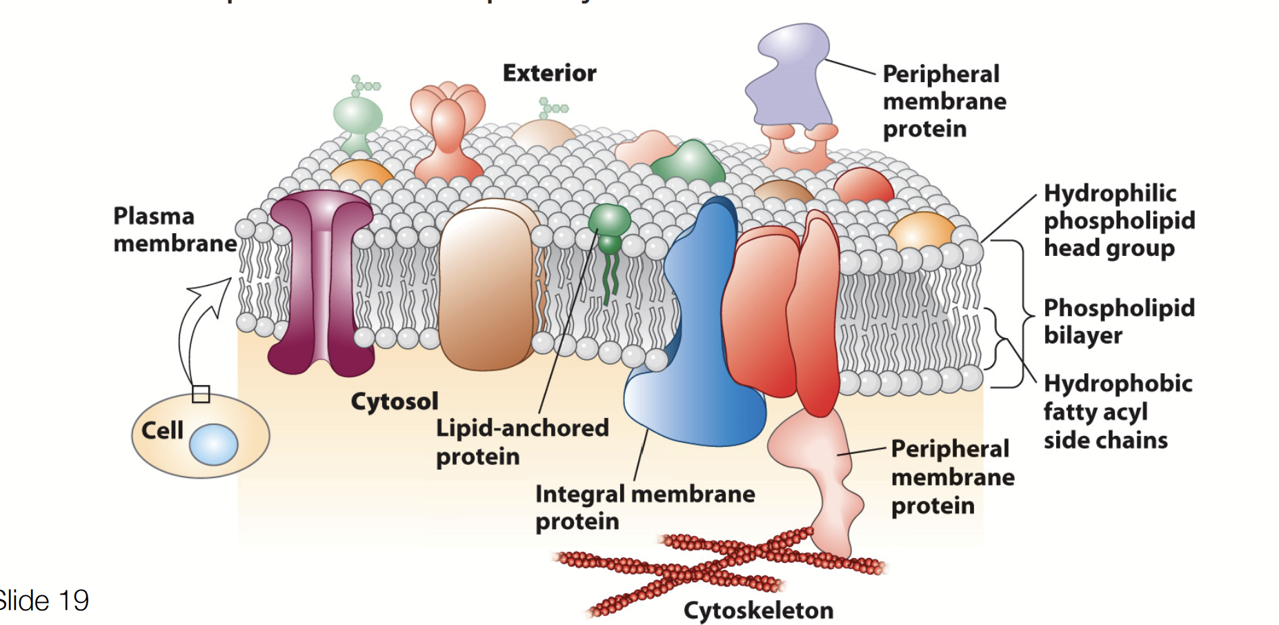 <p>Proposed by <strong>Jonathan Singer</strong> and <strong>Garth Nicolson</strong> in 1972.</p><p>Plasma membrane = <strong>two-dimensional liquid</strong> that restricts the diffusion of membrane components.</p><p>Different proteins are <strong>embedded</strong> in the phospholipid bilayer.</p><p>Components are <strong>mobile</strong>.</p><p>Components can <strong>interact</strong>.</p>