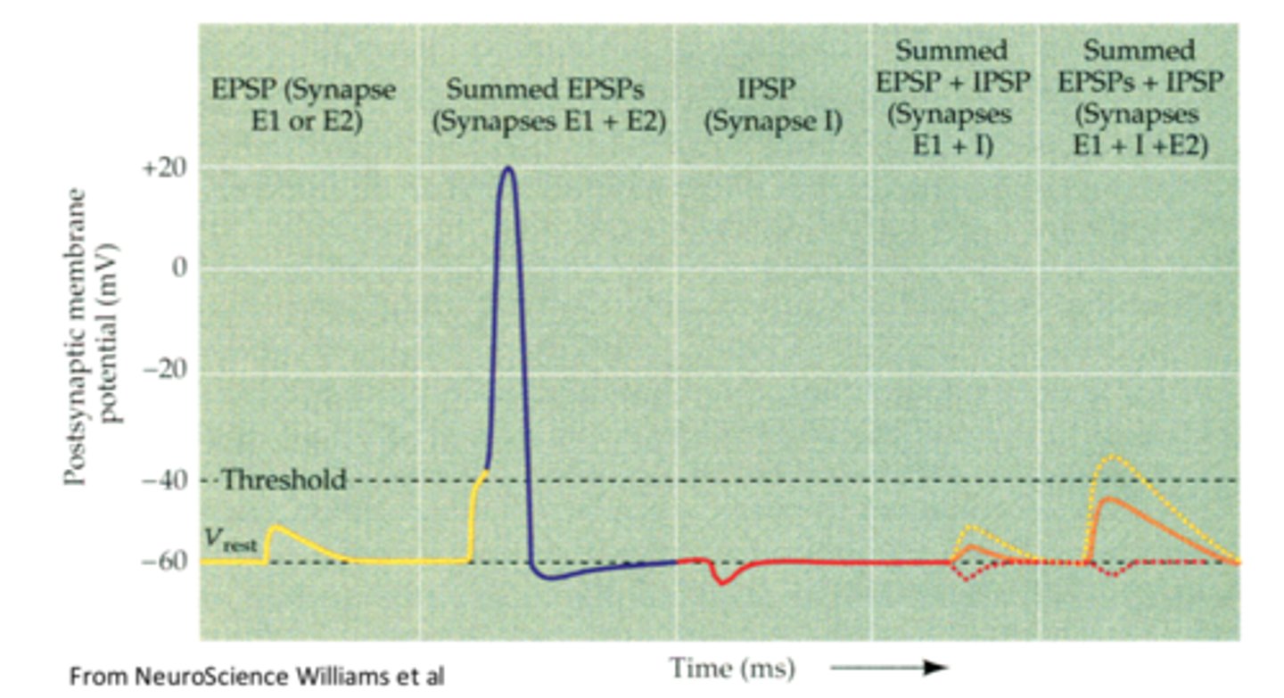 <p>Summation of IPSPs and EPSPS</p>