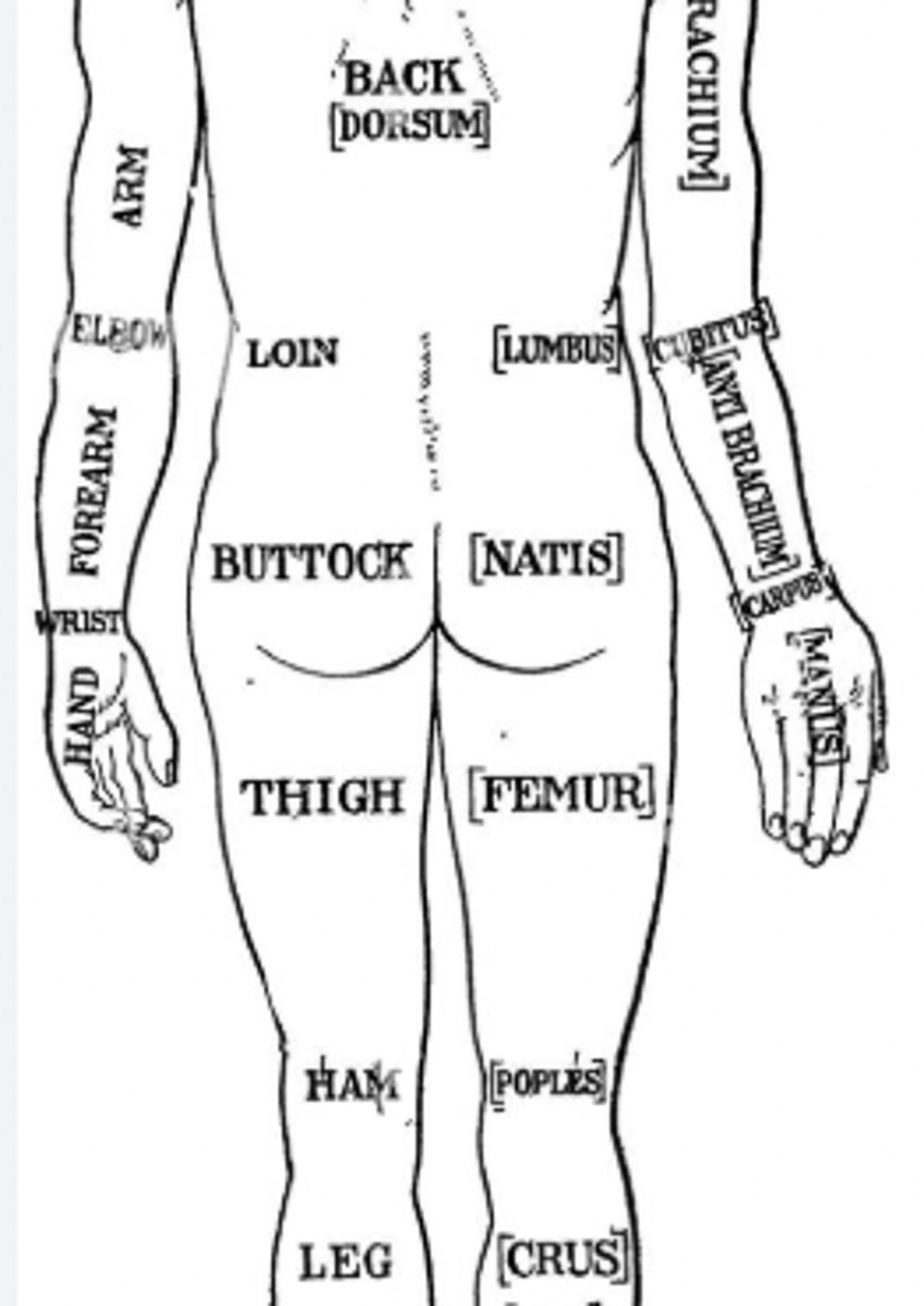 <p>loins (lower back : between lower ribs and pelvis)</p>