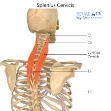 <p>splenius cervicis action/function </p>