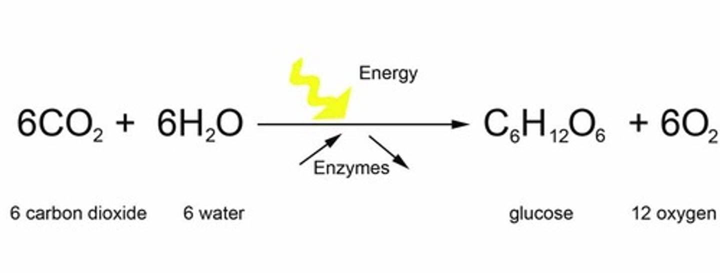 <p>products of photosynthesis</p>