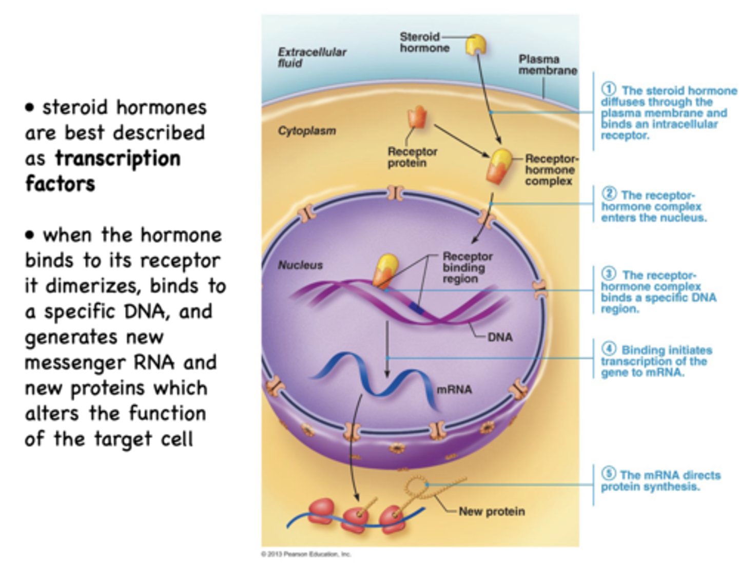 <p>steroid hormones</p>