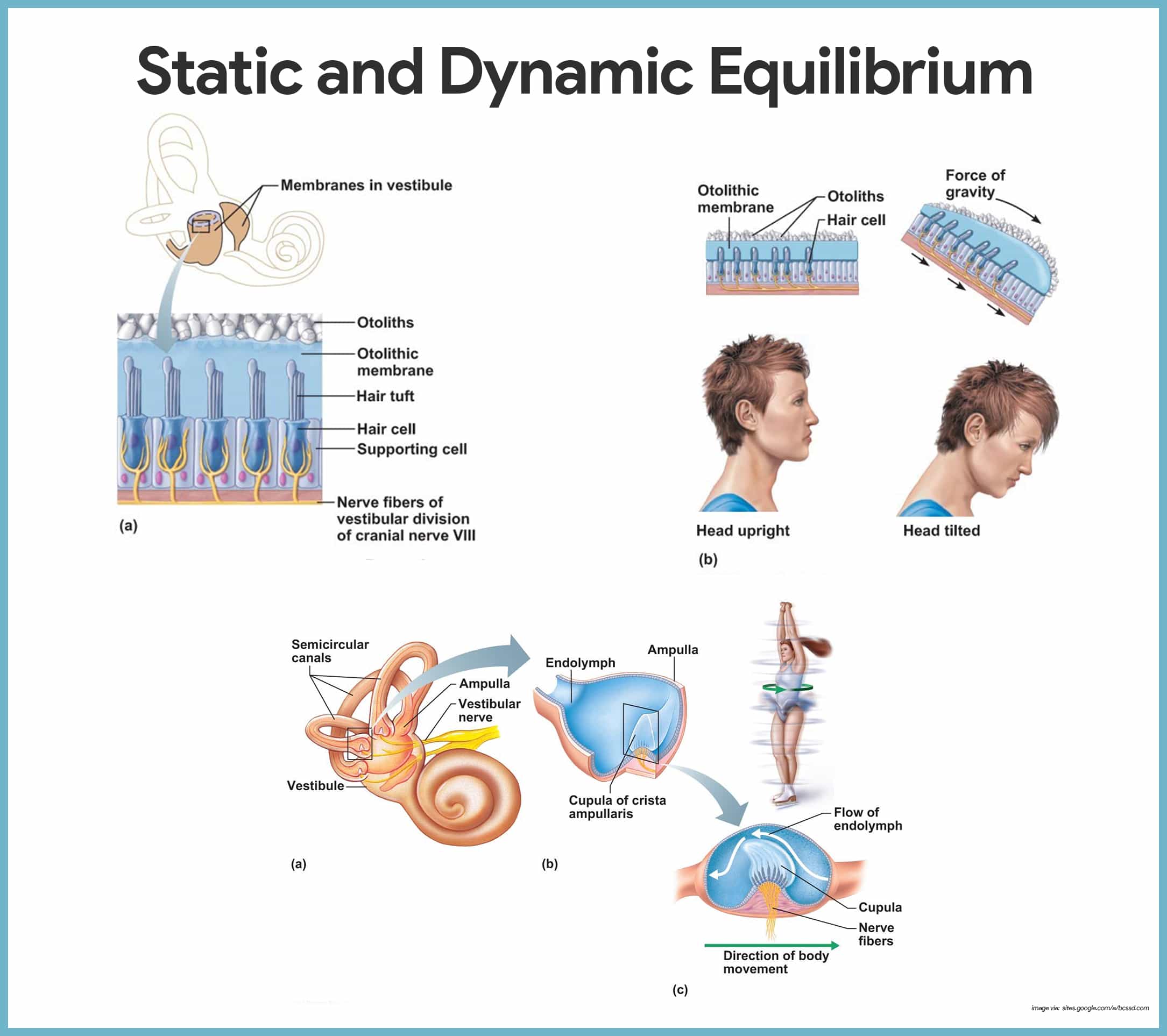 <p>the sense of balance and orientation maintained by the integration of input from the visual system, vestibular system and proprioception.</p>