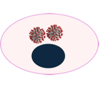 <p>Cell mediated immunity is mainly protection protection against what?</p>