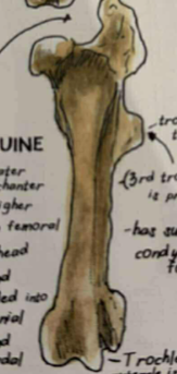 <p>there 3 trochanters that are prominent</p>