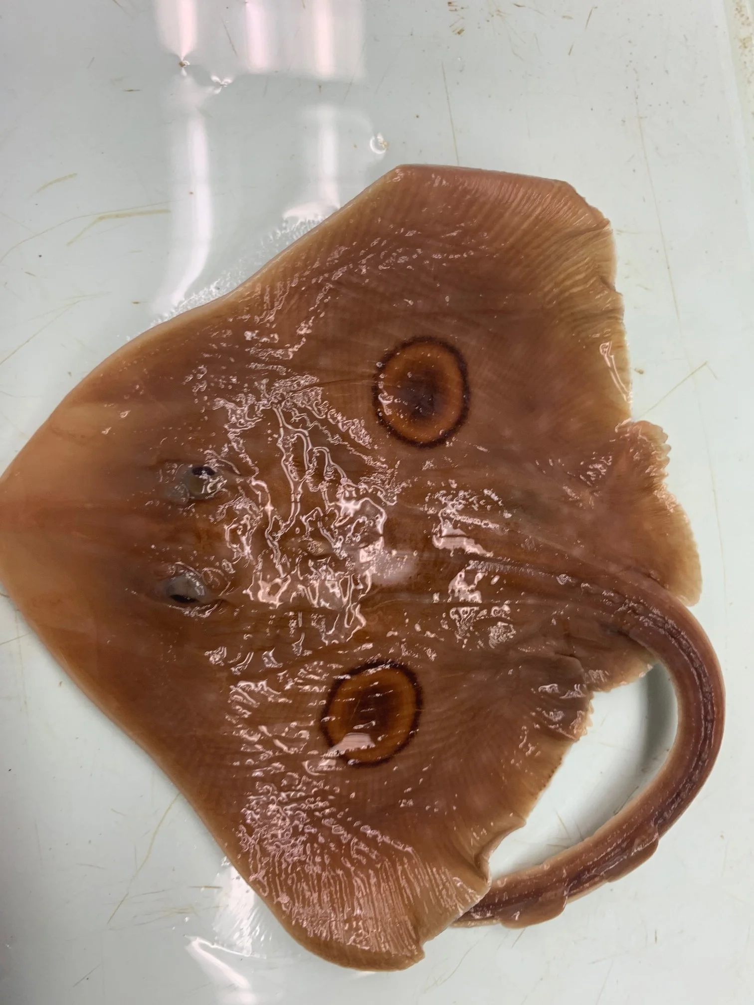 <p>What fish is this?</p>