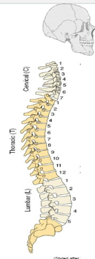 <p><span>spine</span></p>