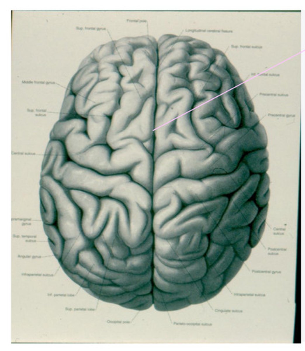 <p>Are the right and left hemisphere equal in size? If no, which one is larger?</p>