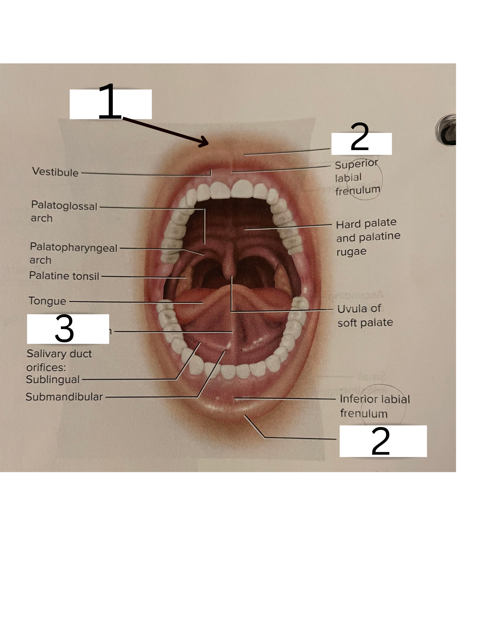 knowt flashcard image