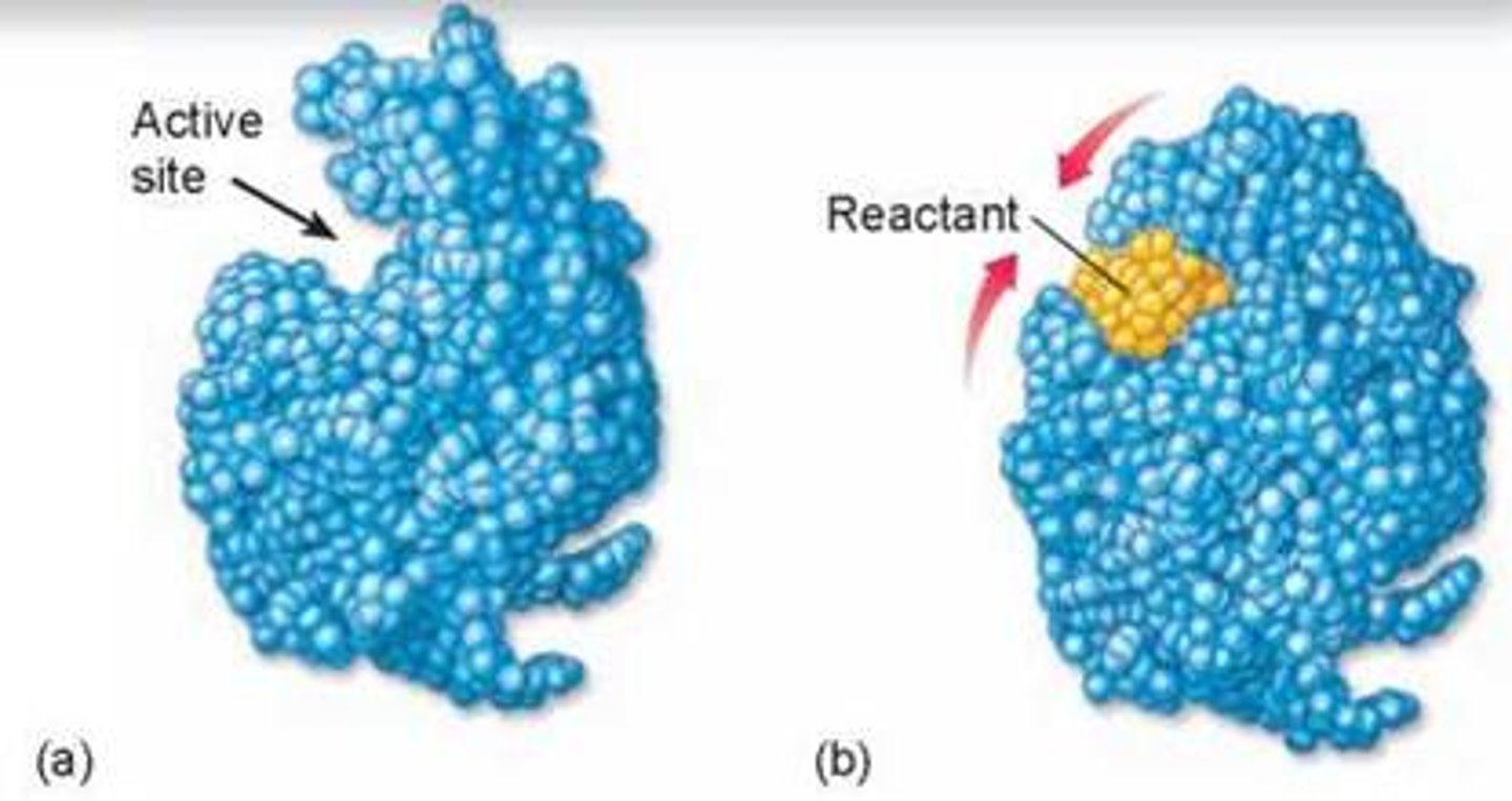 <p>The enzyme gives the substrate a hug. I.e. the enzyme changes its shape a little so the substrate fits</p>